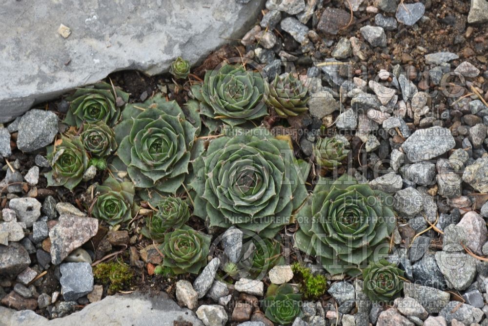 Sempervivum Rita Jane (Houseleeks Hen and Chicks) 1