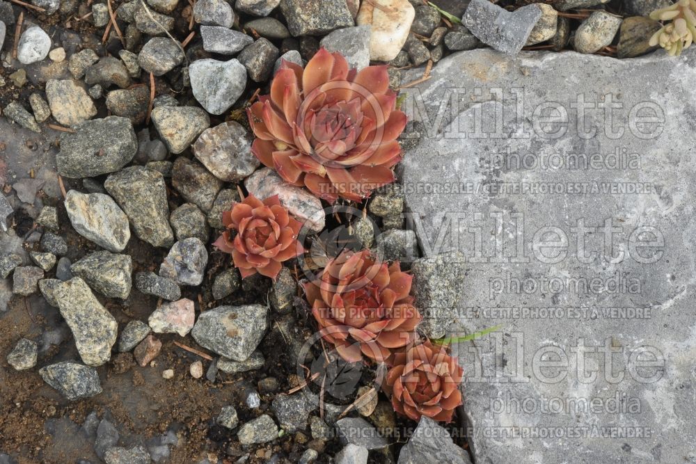 Sempervivum Starshine (Houseleeks Hen and Chicks) 1 