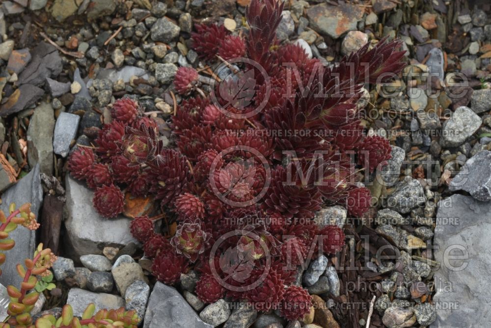 Sempervivum Sweet Litschi (Houseleeks Hen and Chicks) 2 