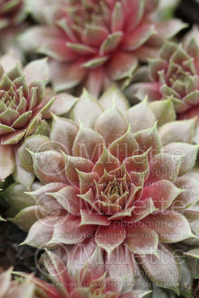 Sempervivum Aglow (Houseleeks Hen and Chicks) 1 