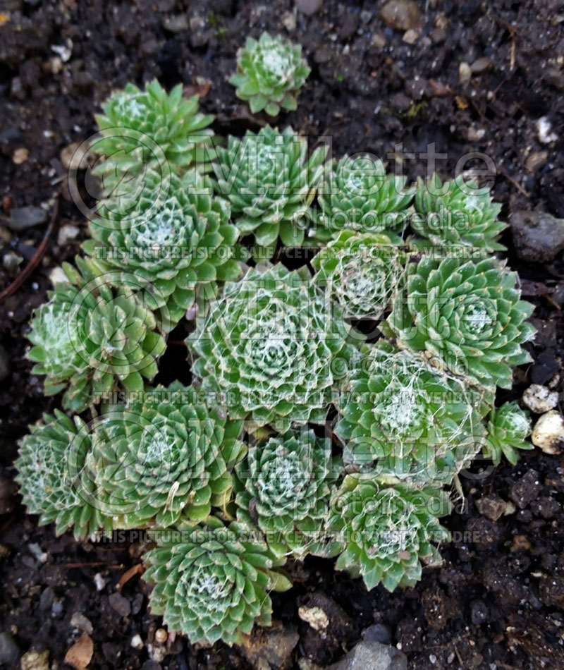 Sempervivum arachnoideum (Cobweb Houseleek) 1