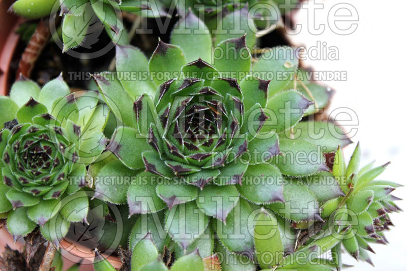 Sempervivum arachnoideum forma cristata (Houseleeks Hen and Chicks) 1 