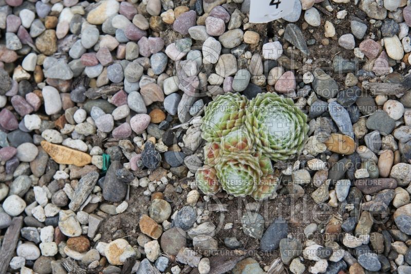 Sempervivum Robin (Houseleeks Hen and Chicks) 2 