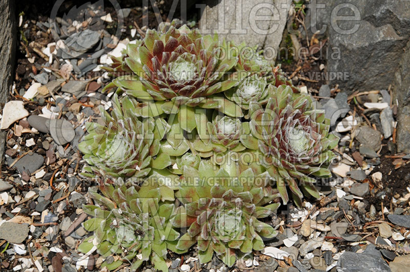 Sempervivum Stanfieldis (Cobweb Houseleek) 1 