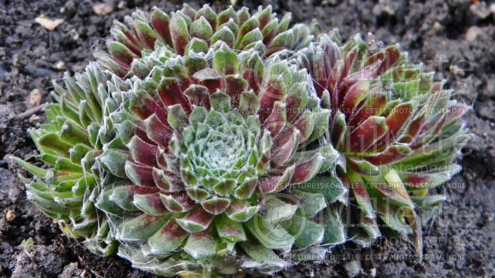 Sempervivum Tiny Tim (Houseleeks Hen and Chicks) 1 