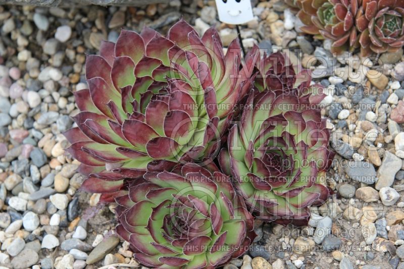 Sempervivum Bedazzled (Houseleeks Hen and Chicks) 1 