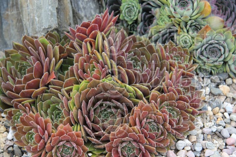 Sempervivum Belladonna (Houseleeks Hen and Chicks) 1 