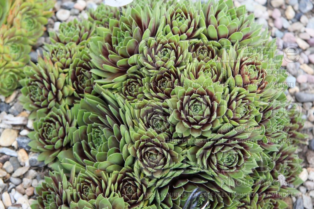 Sempervivum Black Velvet (Houseleeks Hen and Chicks) 1 