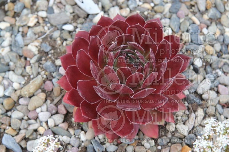 Sempervivum Blush (Houseleeks Hen and Chicks) 1 