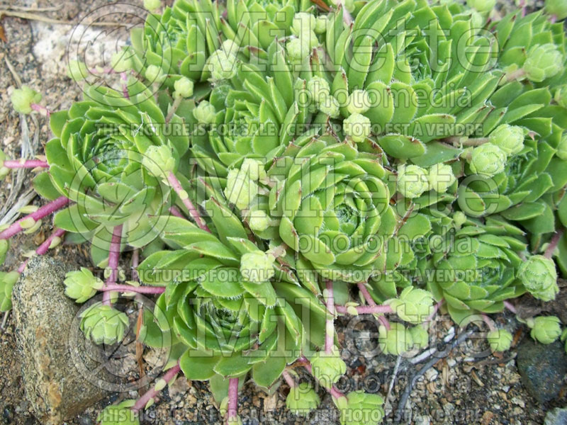 Sempervivum braunii (Houseleeks Hen and Chicks) 1 