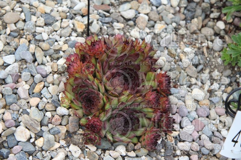 Sempervivum Bronco (Houseleeks Hen and Chicks) 1 