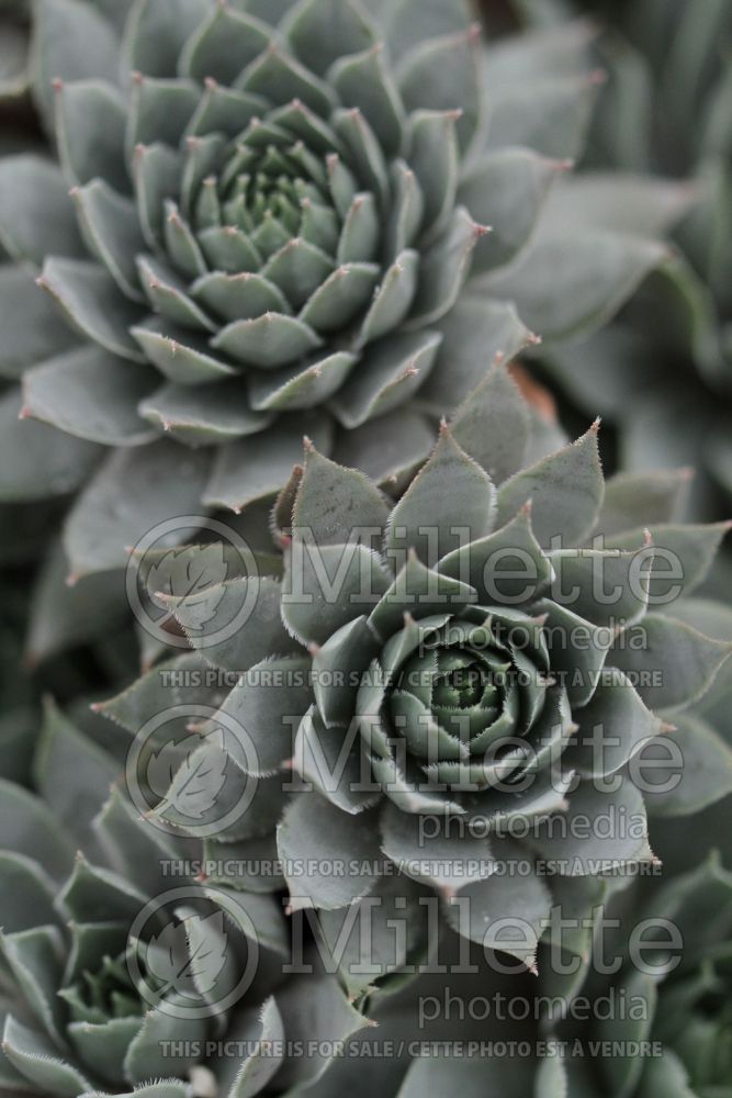 Sempervivum Chick Charms Berry Blues (Houseleeks Hen and Chicks) 1 