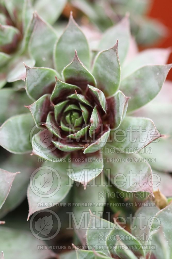 Sempervivum Chick Charms Cranberry Cocktail (Houseleeks Hen and Chicks) 1 