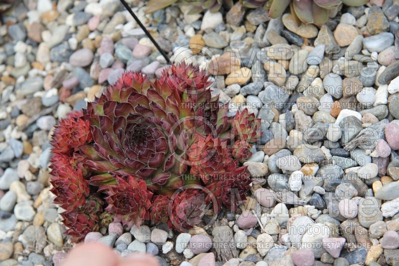 Sempervivum Dynamo (Houseleeks Hen and Chicks) 1 