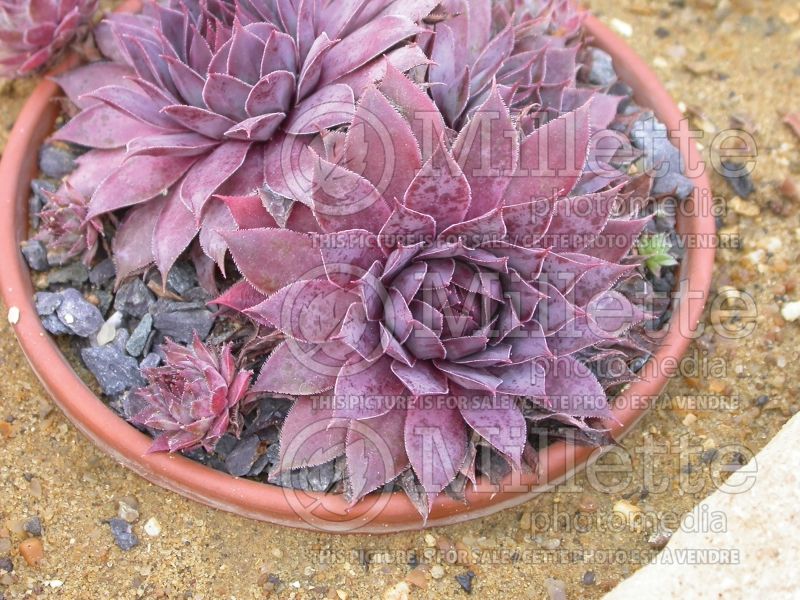 Sempervivum Flamingo (Houseleeks Hen and Chicks) 2 