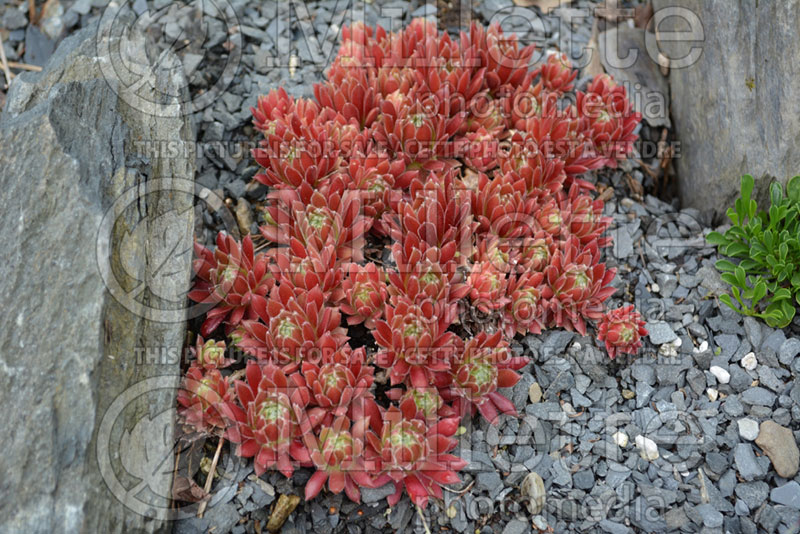 Sempervivum Georgette (Houseleeks Hen and Chicks) 2 