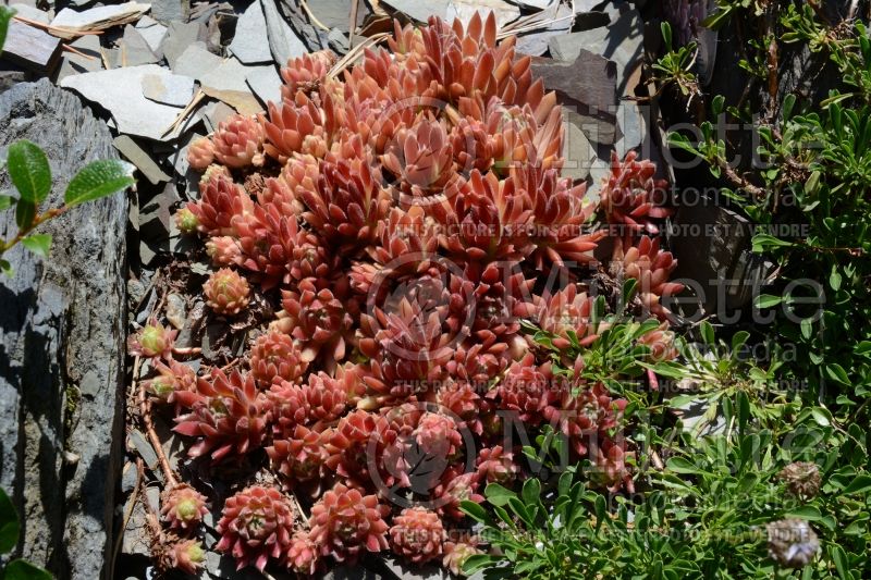 Sempervivum Georgette (Houseleeks Hen and Chicks) 3 