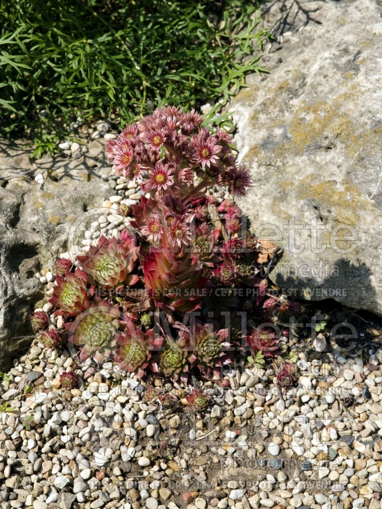 Sempervivum Glowing Embers (Cobweb Houseleek) 3