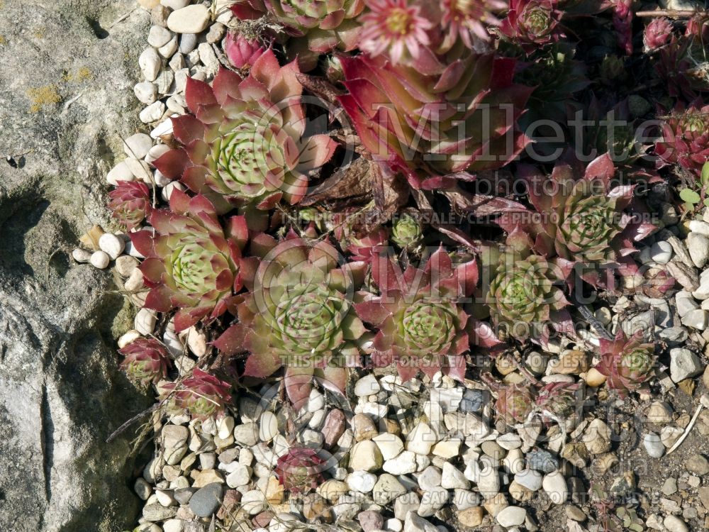 Sempervivum Glowing Embers (Cobweb Houseleek) 4