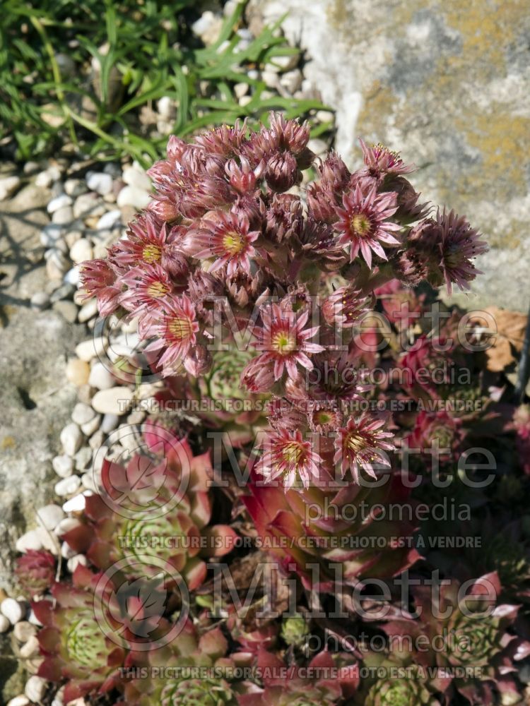 Sempervivum Glowing Embers (Cobweb Houseleek) 5