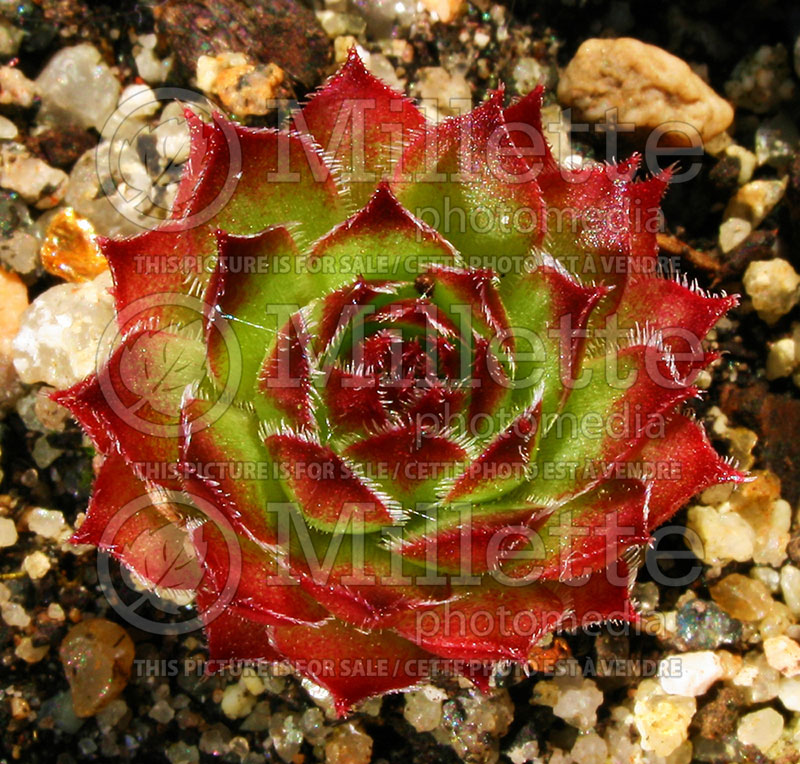 Sempervivum Glowing Embers (Cobweb Houseleek) 1