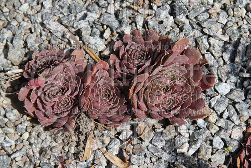 Jovibarba Hot Lips or Sempervivum (Job's Beard Hens and Chicks, Houseleek) 2 