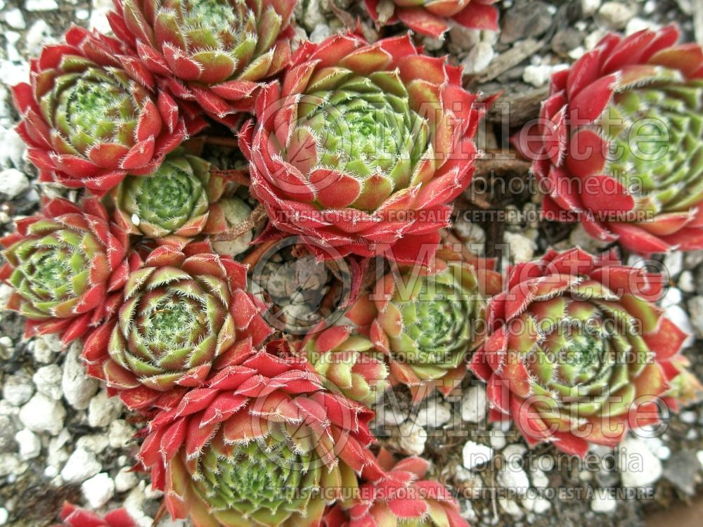 Sempervivum Jeanne D'Arc (Cobweb Houseleek) 1