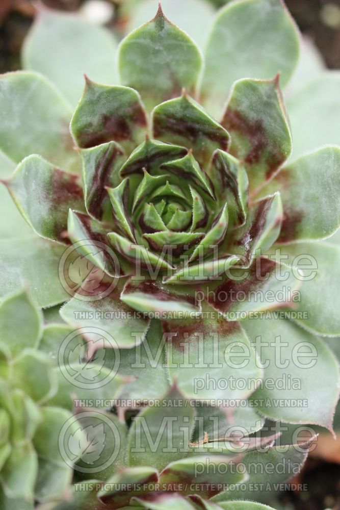 Sempervivum Killer (Houseleeks Hen and Chicks) 1 