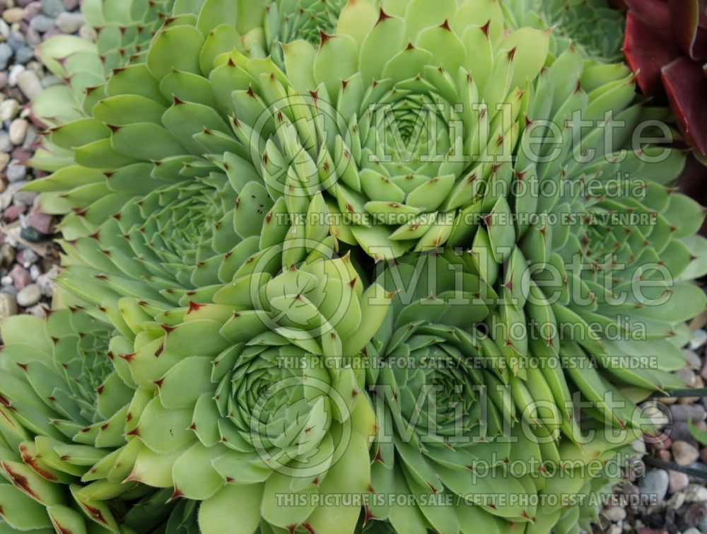 Sempervivum Limelight (Cobweb Houseleek) 2