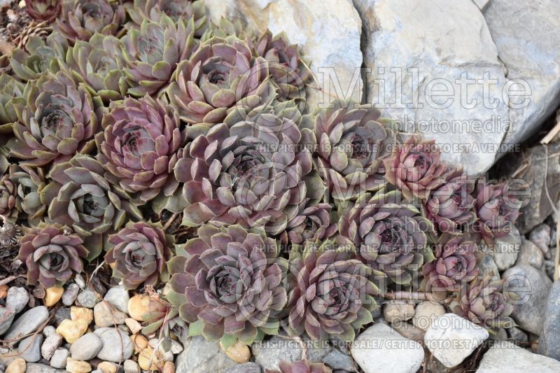 Sempervivum Pacific Blue Ice (Houseleeks Hen and Chicks) 6