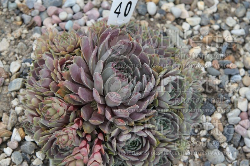 Sempervivum Pacific Blue Ice (Houseleeks Hen and Chicks) 5 