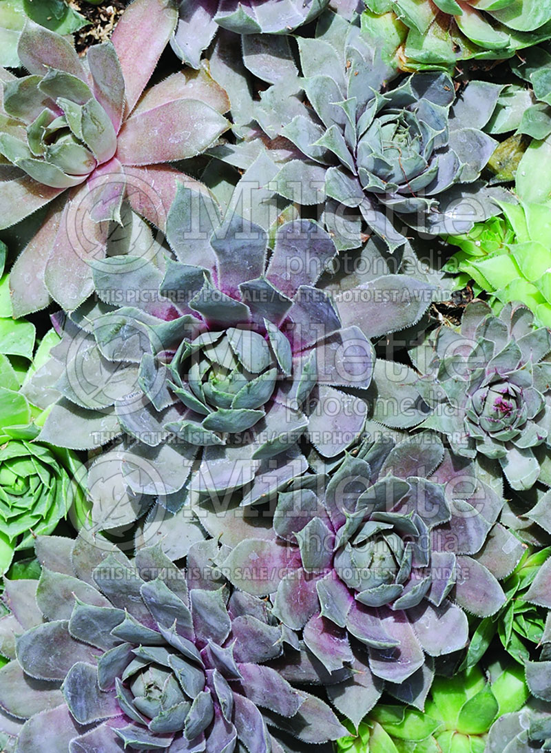 Sempervivum Pacific Blue Ice (Houseleeks Hen and Chicks) 3 