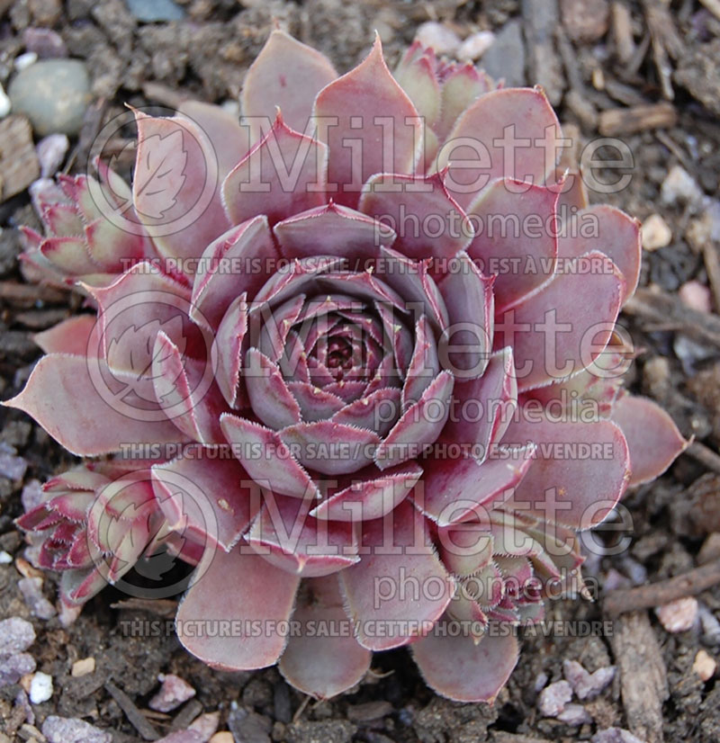 Sempervivum Pacific Blue Ice (Houseleeks Hen and Chicks) 1 