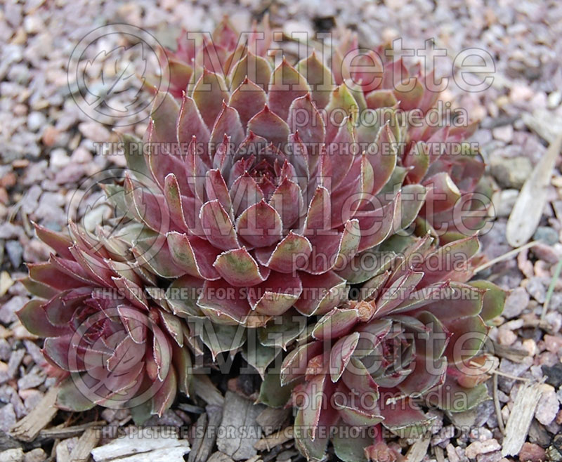 Sempervivum Pacific Blue Ice (Houseleeks Hen and Chicks) 2 