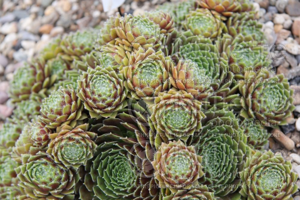 Sempervivum Pacific Mayfair Imperial (Houseleeks Hen and Chicks) 1 