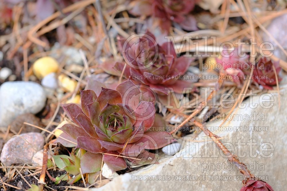 Sempervivum Peggy (Hens & Chicks) 2 