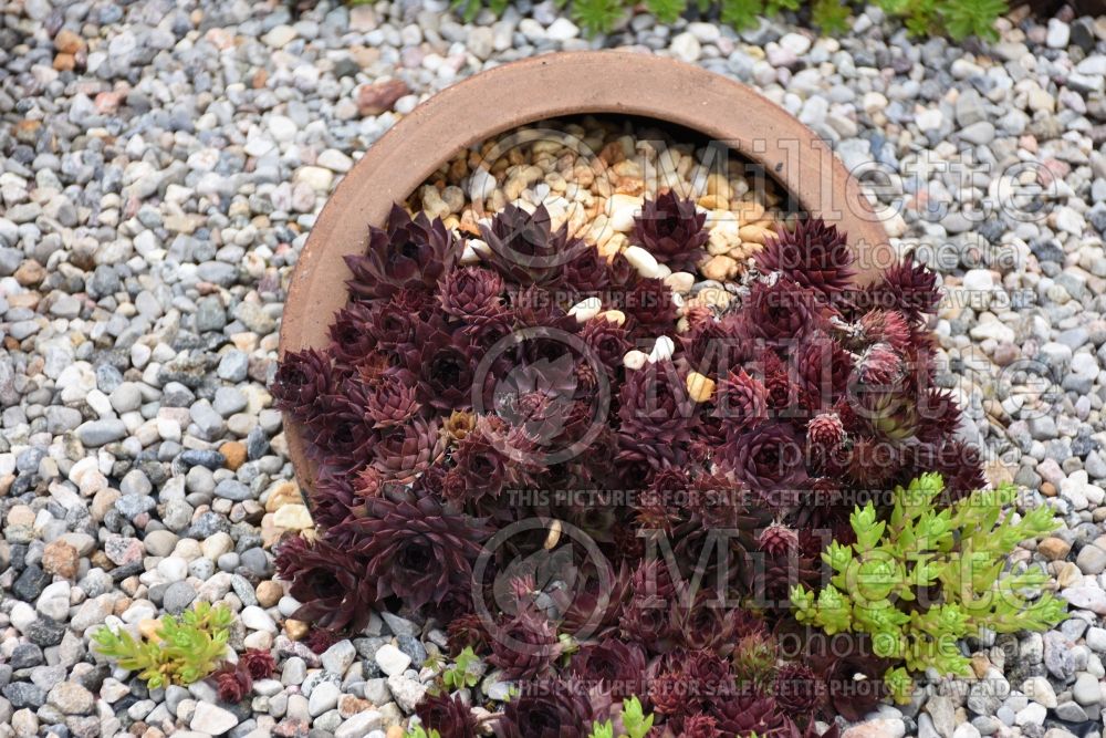 Sempervivum Red Beauty (Cobweb Houseleek) 4