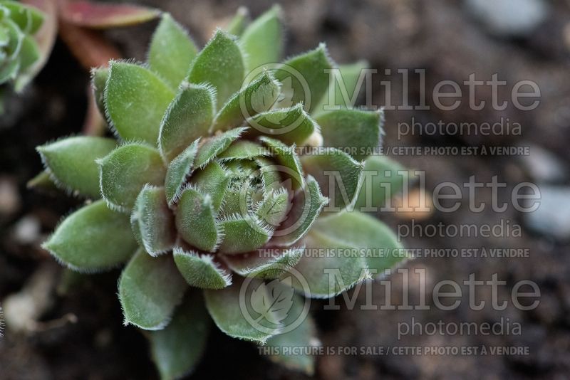 Sempervivum Red Beauty (Cobweb Houseleek) 2