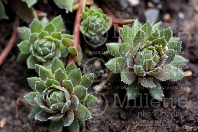 Sempervivum Red Beauty (Cobweb Houseleek) 3