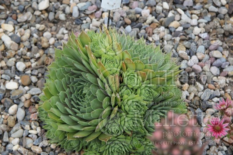 Sempervivum Red Flush (Houseleeks Hen and Chicks) 1 