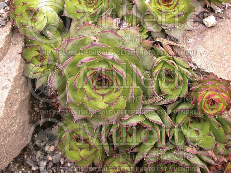 Sempervivum Red Heart (Houseleeks Hen and Chicks) 1 