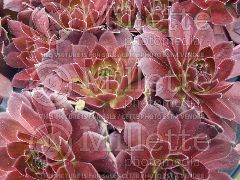 Sempervivum Rocknoll Rosette (Houseleeks Hen and Chicks) 1 