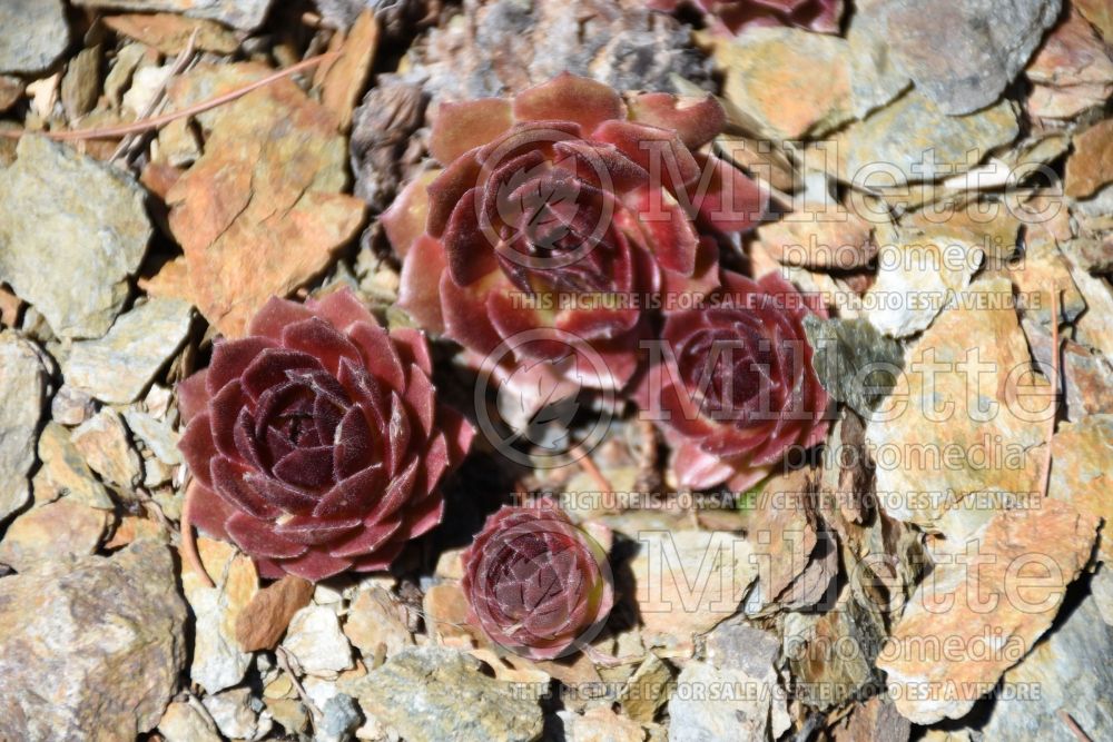 Sempervivum Rocknoll Rosette (Houseleeks Hen and Chicks) 3 