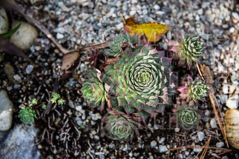 Sempervivum Ruby Heart (Houseleeks Hen and Chicks) 1 