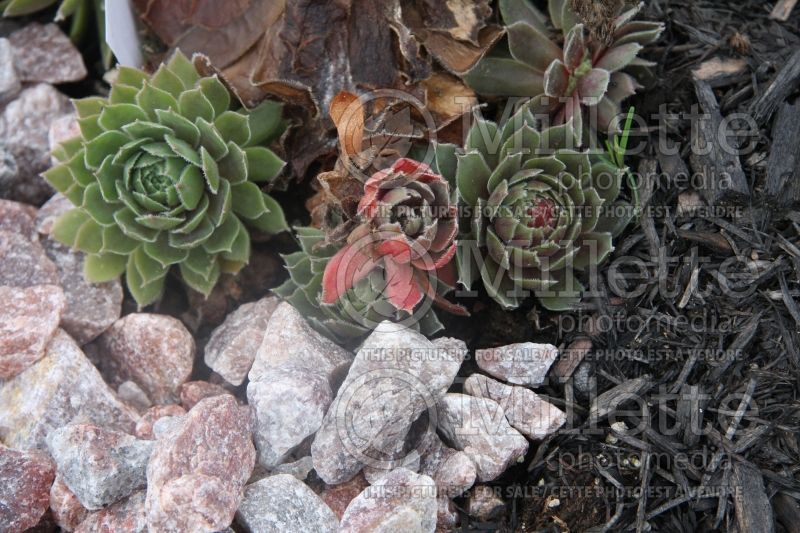 Sempervivum Ruby Heart (Houseleeks Hen and Chicks) 3 