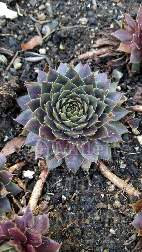 Sempervivum Sanford Hybrids (Cobweb Houseleek) 1