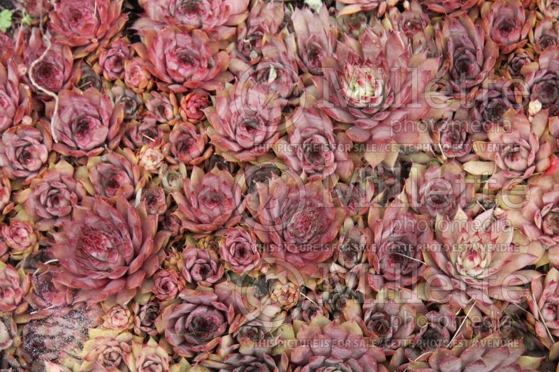 Sempervivum Sanford Hybrids (Cobweb Houseleek) 2