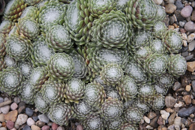 Sempervivum Spumanti (Houseleeks Hen and Chicks) 1 