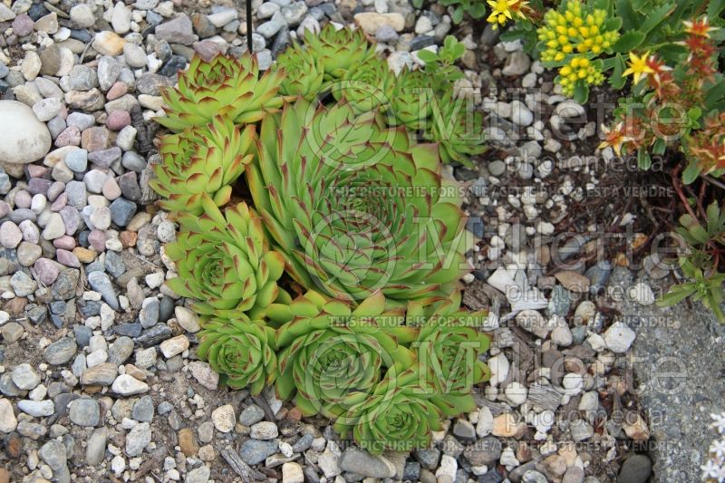 Sempervivum Sunset (Houseleeks Hen and Chicks) 2 