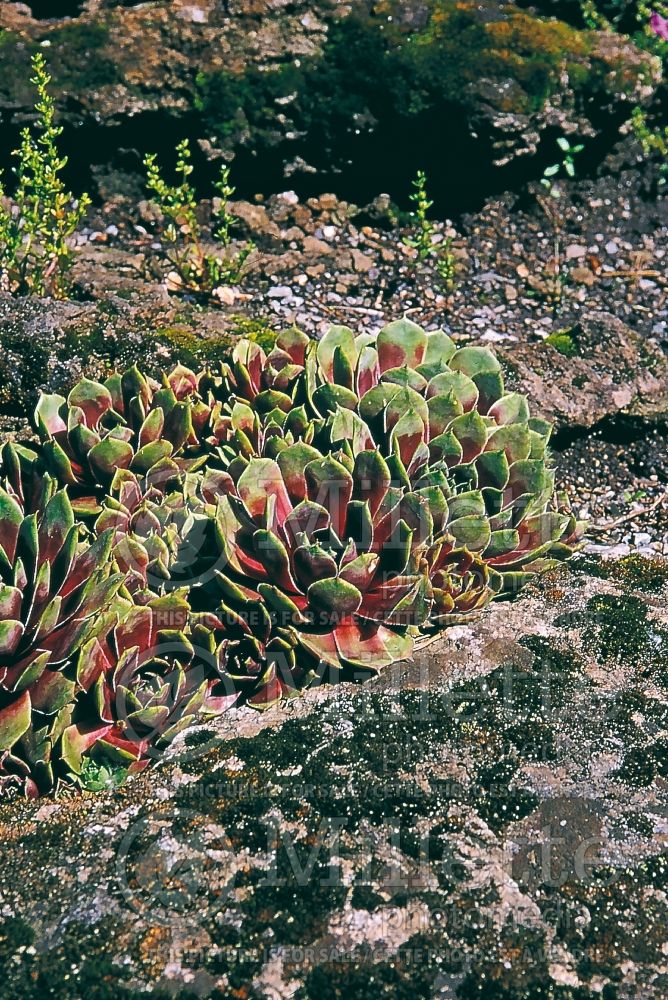 Sempervivum tectorum (Houseleeks Hen and Chicks) 2 